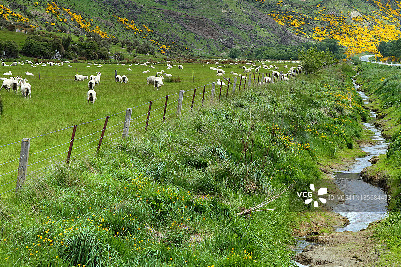 山景和放牧的羊群图片素材