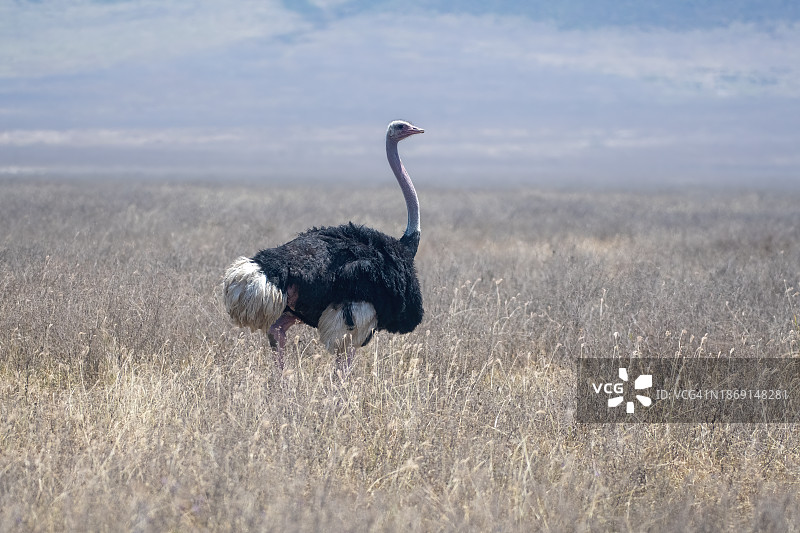 一只雄性鸵鸟在平原上，与非洲大草原景观在马赛马拉国家公园-肯尼亚图片素材