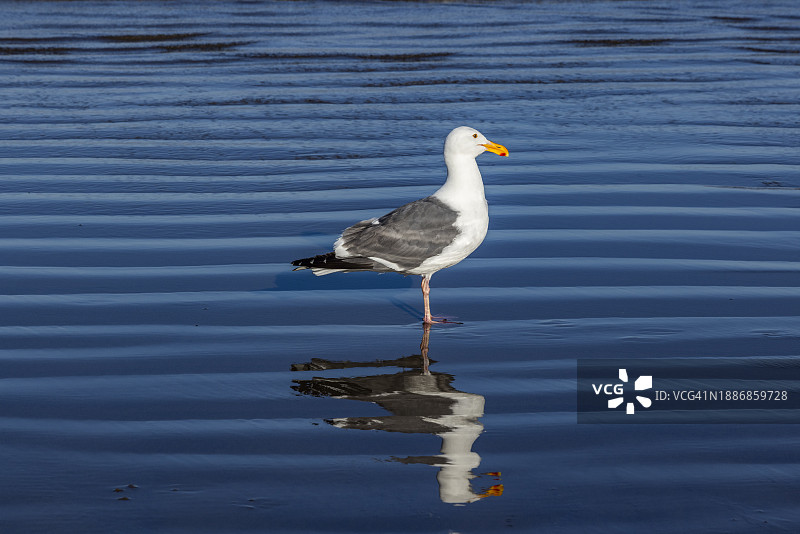 海鸥站在坎农海滩的浅水区图片素材