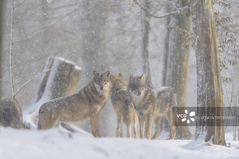 狼，狼犬，三只狼在冬天下雪图片素材