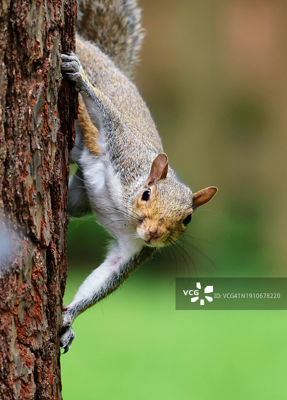 松鼠在树干上的特写，布莱尔，内布拉斯加州，美国图片素材