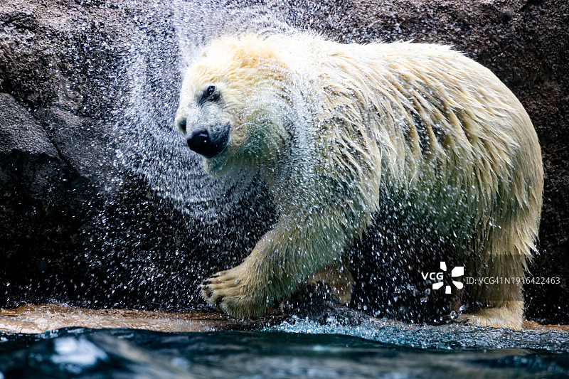 一只北极熊在抖水图片素材