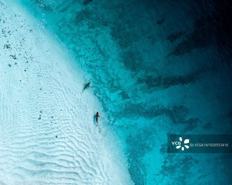 鸟瞰图上的鲨鱼在沙滩上的海滩，巴，马尔代夫图片素材