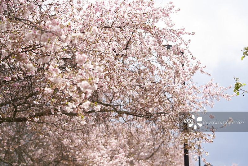 公园中央的一棵樱桃树的正面景色，周围没有人，开着粉红色的花图片素材