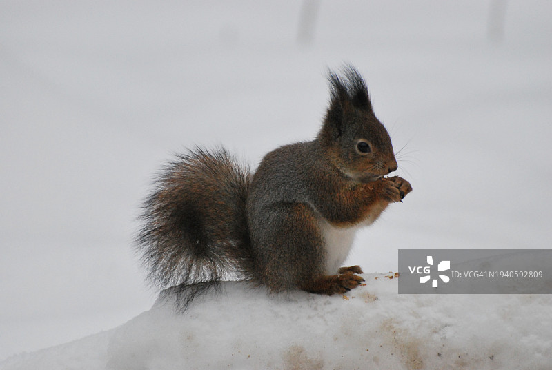 俄罗斯雪地上的松鼠特写图片素材