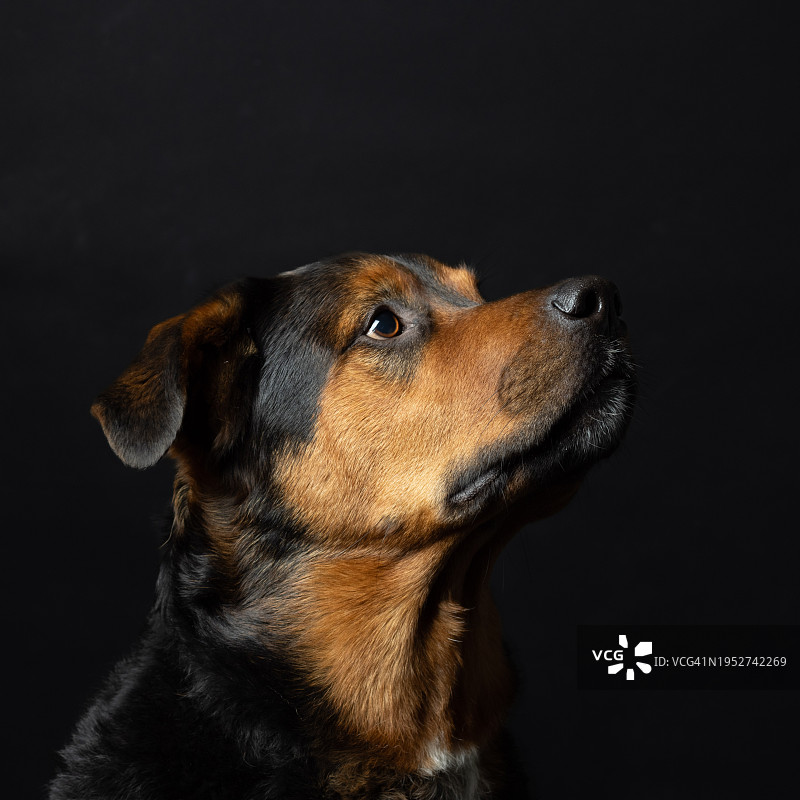 罗威纳犬在黑色背景下的特写图片素材