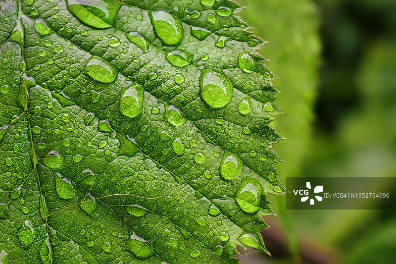 乌克兰雨季潮湿植物叶子的特写图片素材