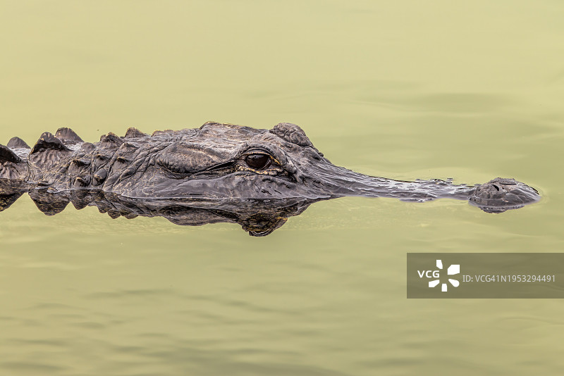 鳄鱼在湖中游泳的高视角，美国，美国图片素材