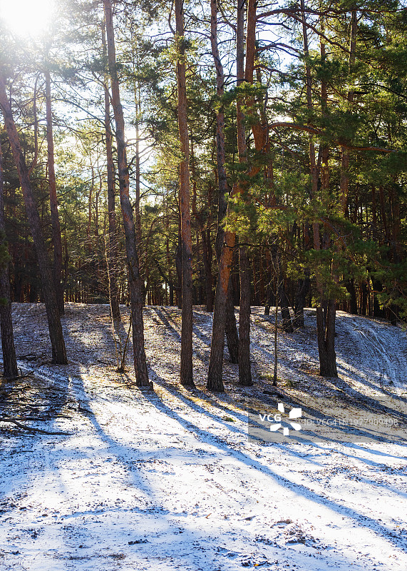 阳光明媚的早晨，冬天的森林被雪覆盖着。阳光穿过森林里的松树树干图片素材