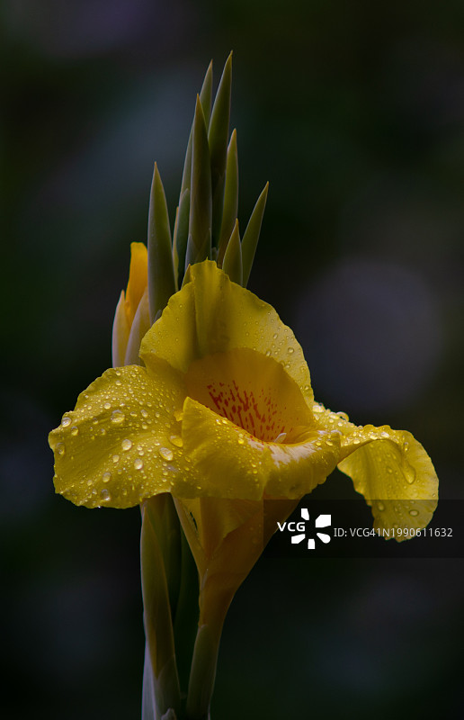 湿黄玫瑰的特写图片素材
