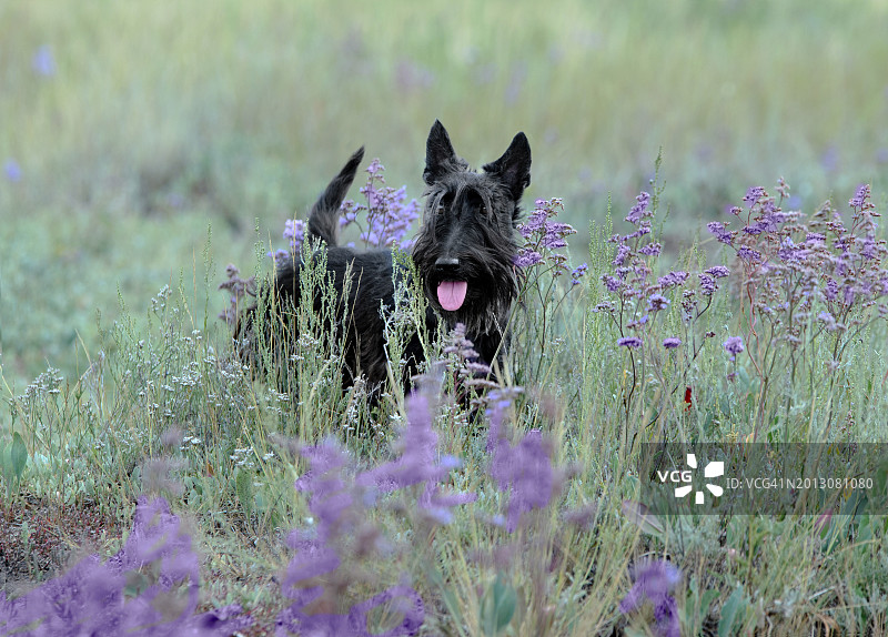 苏格兰梗犬的肖像站在植物在田野图片素材