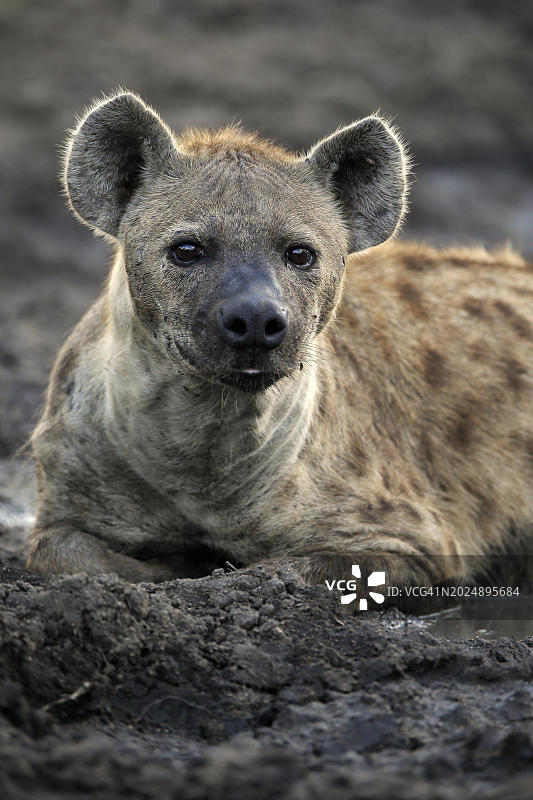 斑点鬣狗(Crocuta Crocuta)，成年，肖像，警戒，萨比沙狩猎保护区，克鲁格国家公园，克鲁格国家公园，南非，非洲图片素材