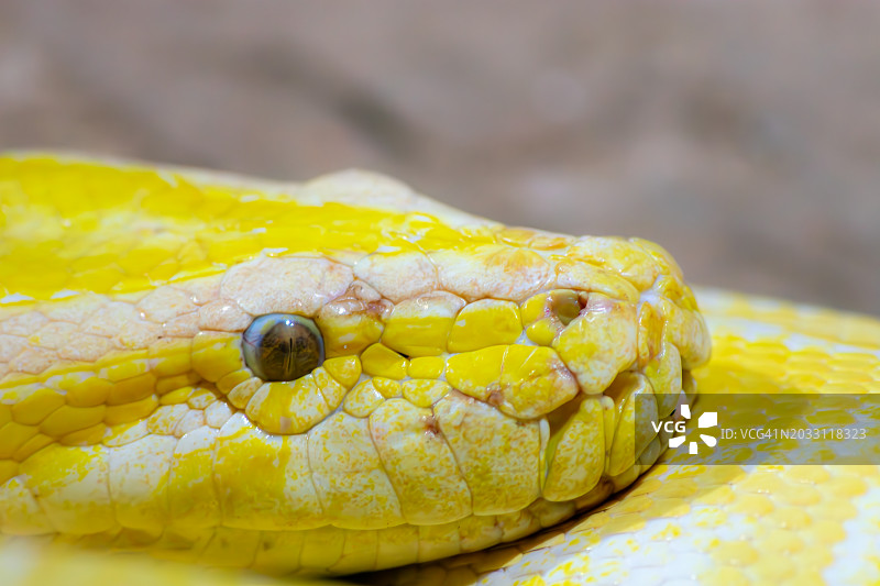 黄色蟒蛇的特写图片素材