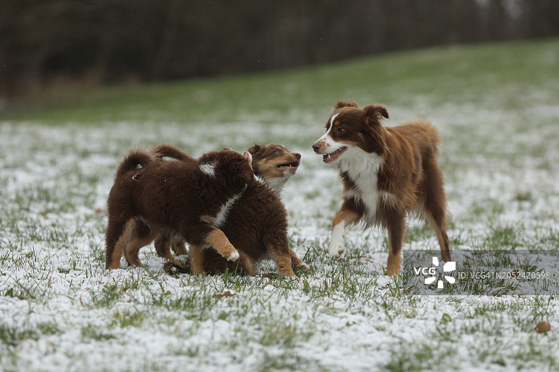 三只狗在雪地里玩耍图片素材