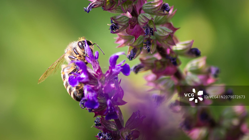 蜜蜂在紫色花朵上授粉的特写，德国瓦伦多夫图片素材