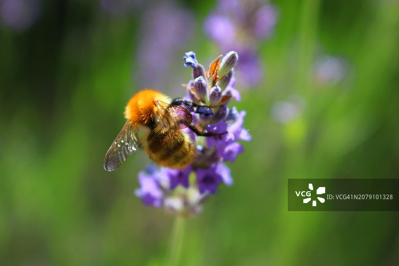 蜜蜂在紫色花朵上授粉的特写图片素材