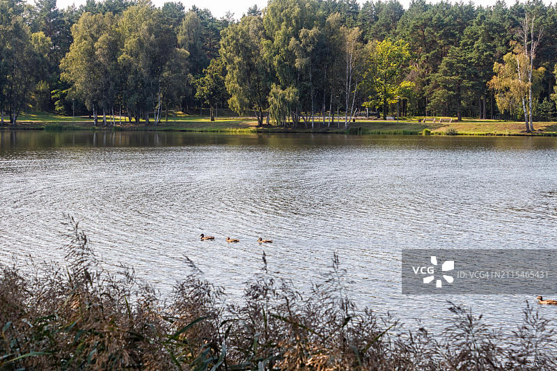一个森林公园，有大片的湖泊和岸边的树木。德鲁斯基尼凯，立陶宛，欧洲图片素材