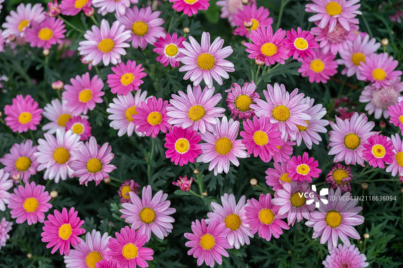全画幅拍摄的粉红色雏菊花盛开在大自然。图片素材