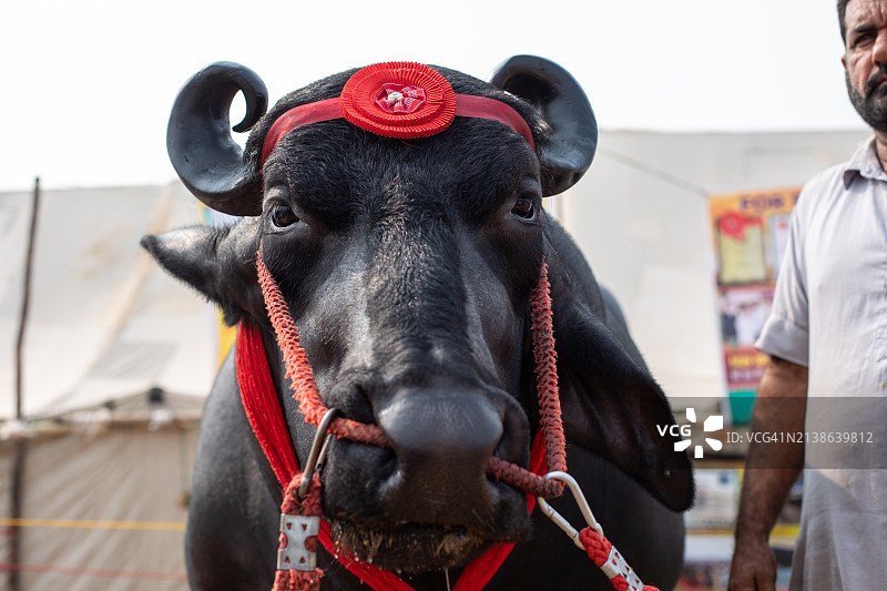 公牛眼，印度图片素材