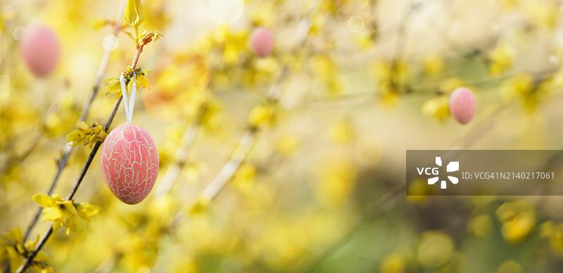 复活节背景与悬挂粉红色的蛋在黄色连翘开花束在花园，户外。图片素材