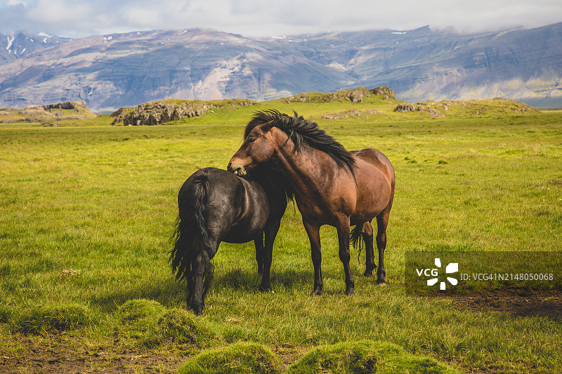 冰岛，两匹马站在草原上图片素材
