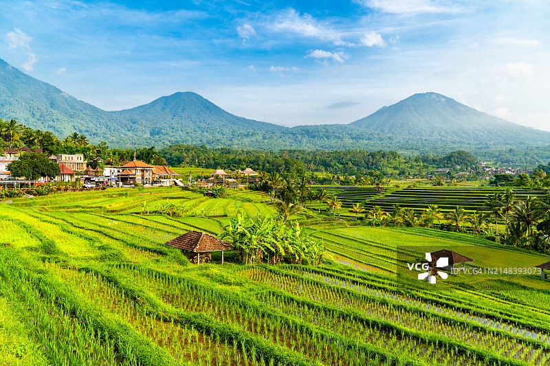 巴厘岛-高耸的山脉下青翠的水稻梯田:宁静的风景。图片素材