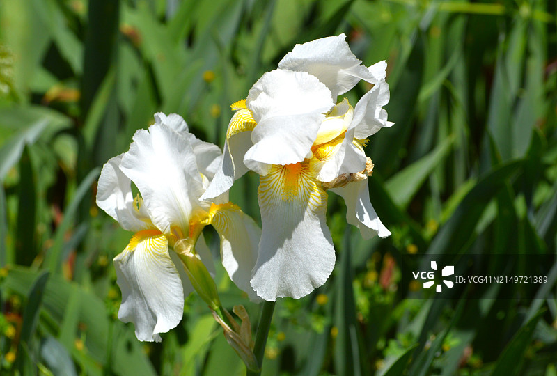 白色开花植物特写，万宝路，新泽西州，美国图片素材