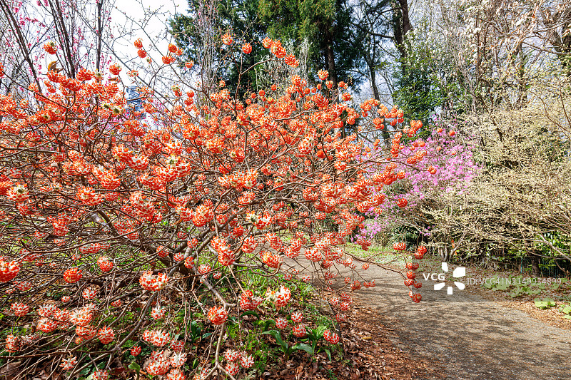 美丽的东方纸灌木(Edgeworthia chrysantha L.，百里香科)开花树。图片素材