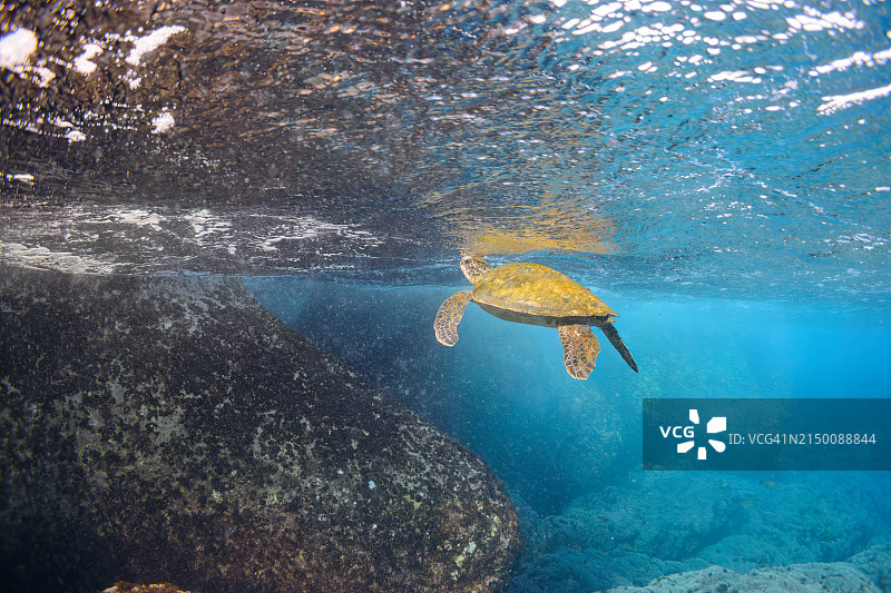 美丽的大绿海龟(龟科)在珊瑚礁里游泳。索科多海滩，一个皮肤潜水点。伊豆群岛，东京。日本，水下照片拍摄于2020年。图片素材
