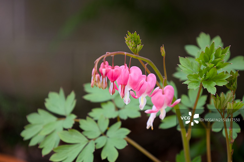 粉色开花植物特写，北卡罗来纳州，美国图片素材
