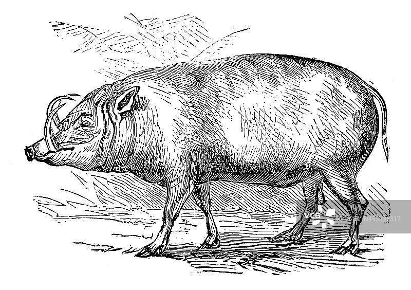 北苏拉威西野猪的古玩插图图片素材