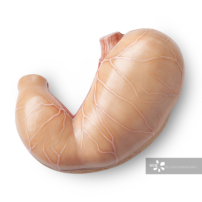 胃。人体解剖学的模型。图片素材
