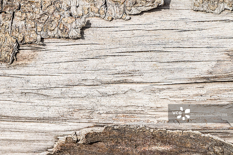 Brut木材树干纹理与树皮和复制空间图片素材
