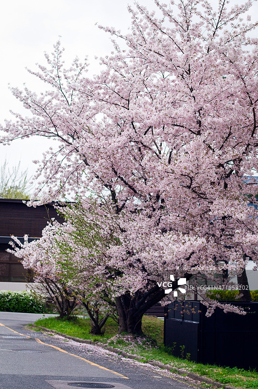 樱花樱花在大学地区图片素材