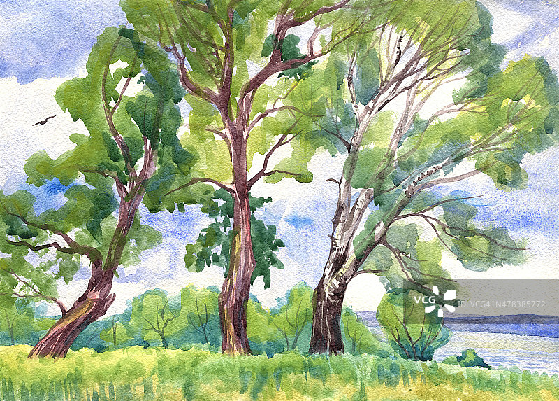 河岸上有树。夏天的风景。绘画。水彩图片素材