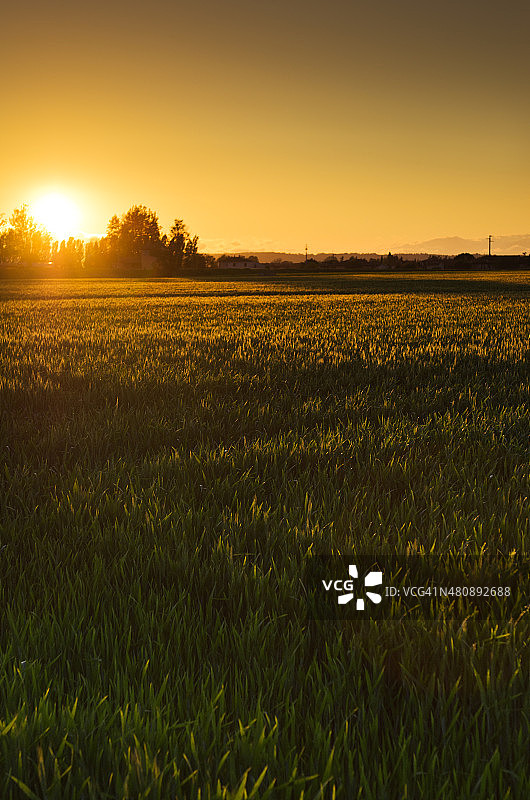 日落时的夏季小麦收成图片素材