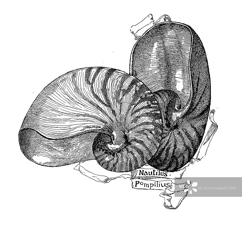 鹦鹉螺庞皮卢斯图片素材
