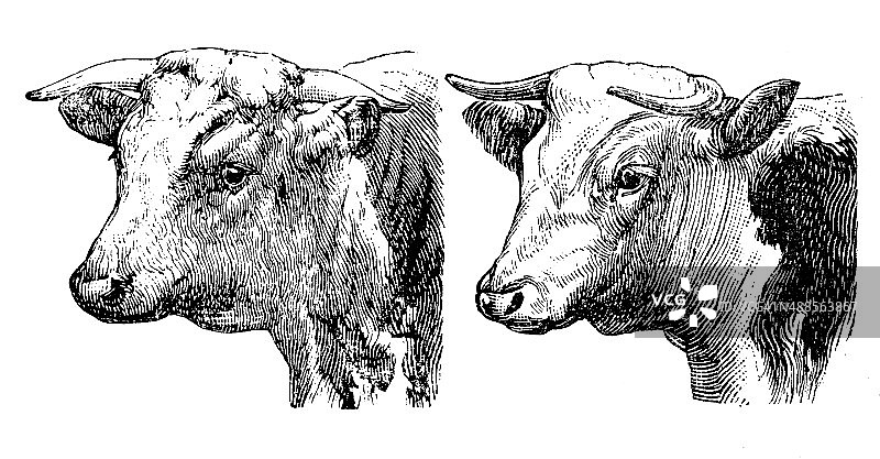 赫里福德公牛和母牛的古董插图图片素材