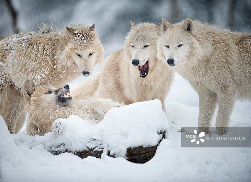 北极狼聚集在野生动物，冬季森林图片素材