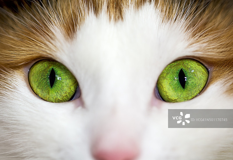 绿色猫眼的特写图片素材
