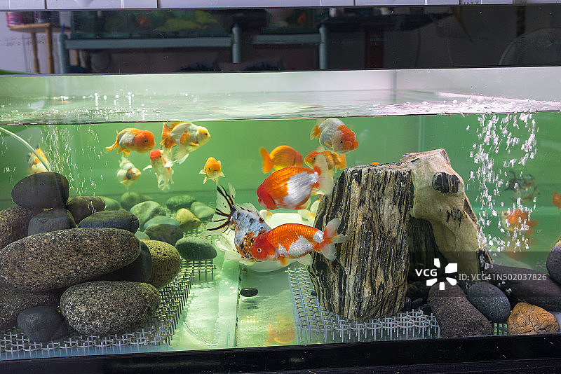 鱼缸里的日本兰初金鱼图片素材