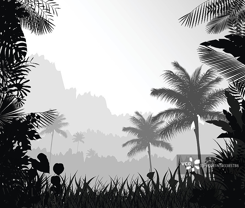 森林景观有雾的棕榈树图片素材