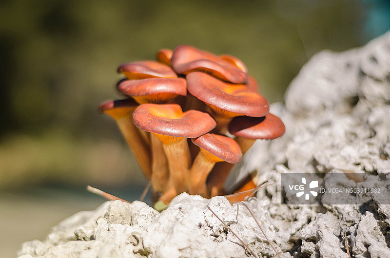 蘑菇在自然界中图片素材