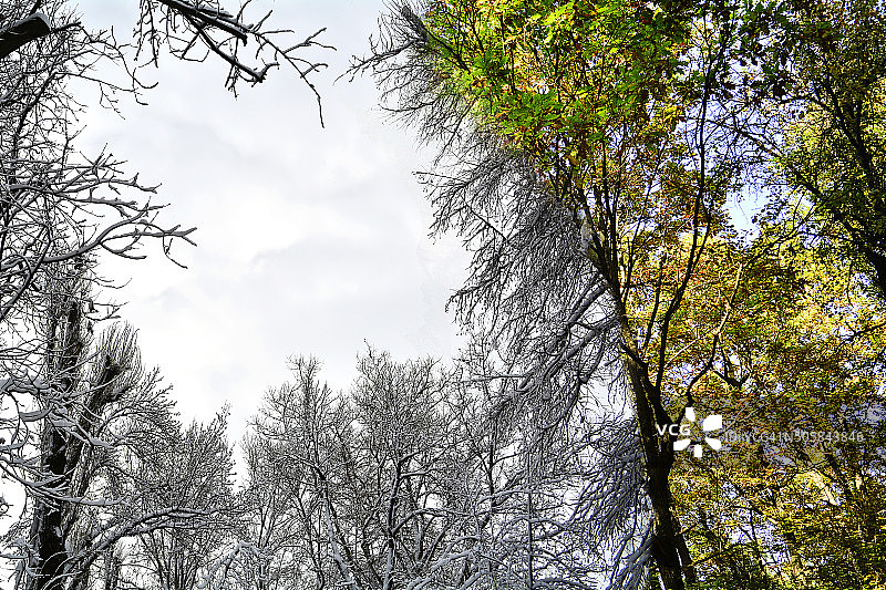 树冠在两个季节图片素材