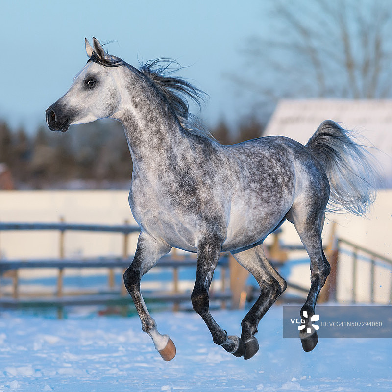 阿拉伯品种的斑点灰色种马在运动中图片素材