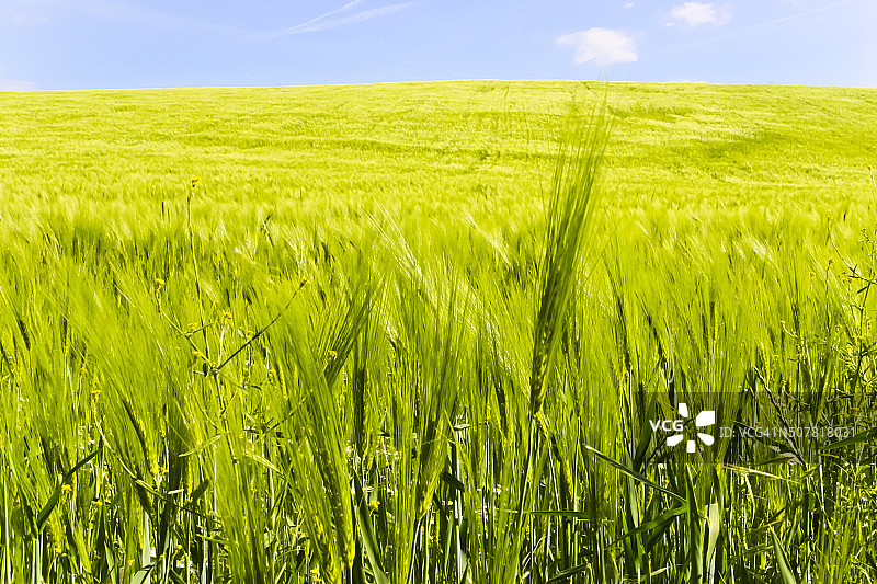大麦成熟领域图片素材