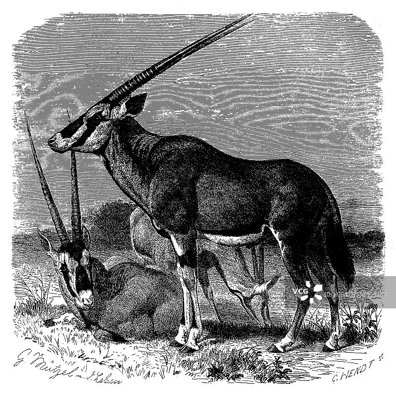 东非大羚羊古董插图图片素材