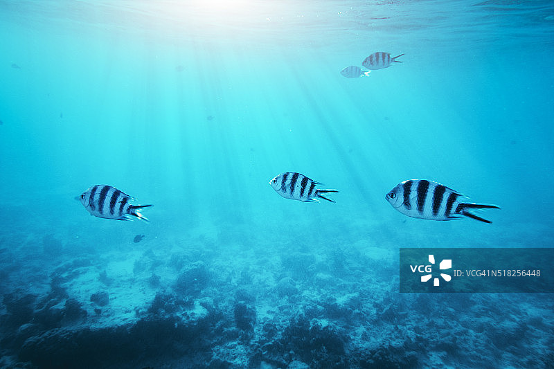 水下热带鱼场景图片素材