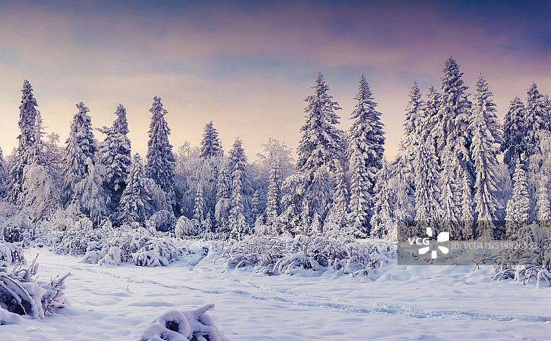 美丽的冬季景观在山区森林。图片素材