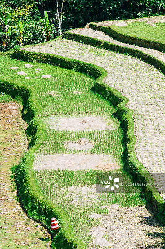 印度尼西亚巴厘岛乌布的稻田图片素材